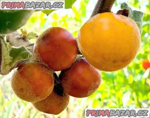 Solanum Sessiflorum - semena