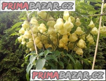 Chilli Aji White fantasy - semena