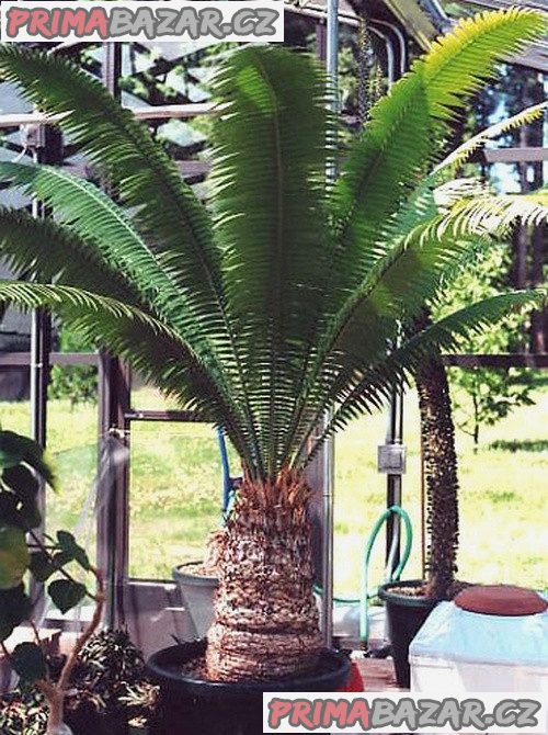 Cycas Dioon Spinulosum - naklíčená semena