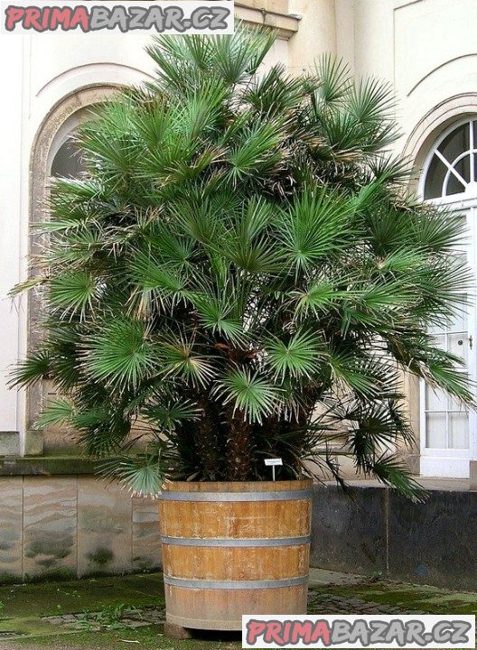 Chamaerops humilis - naklíčená semena