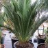 Cycas Macrozamia communis - sazenice