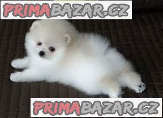 štěňata k dispozici pro milující domov .... štěňata k dispozici pro milující domov ....