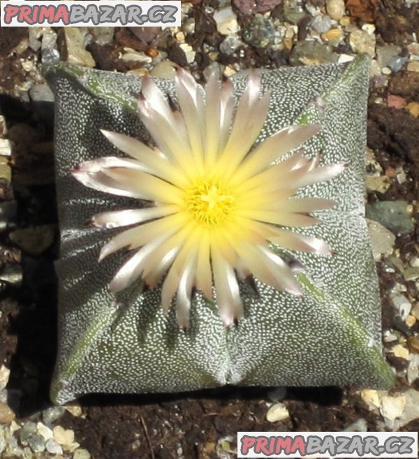 Kaktus Astrophytum myriostigma v. quadricostatum - semena