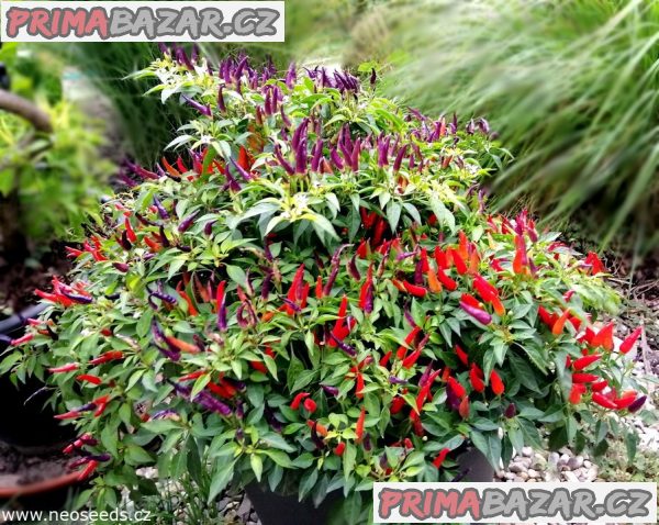 Chilli Sangria Ornamental - semena