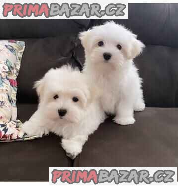 Super adorable Maltese Puppies