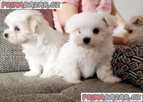 Super adorable Maltese Puppies