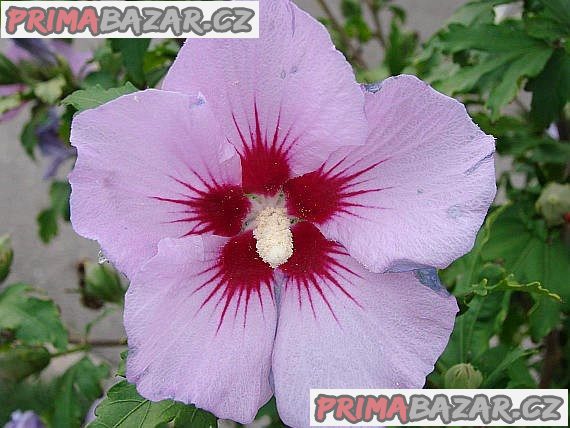 Hibiscus siriacus L - sazenice