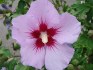 Hibiscus siriacus L - sazenice