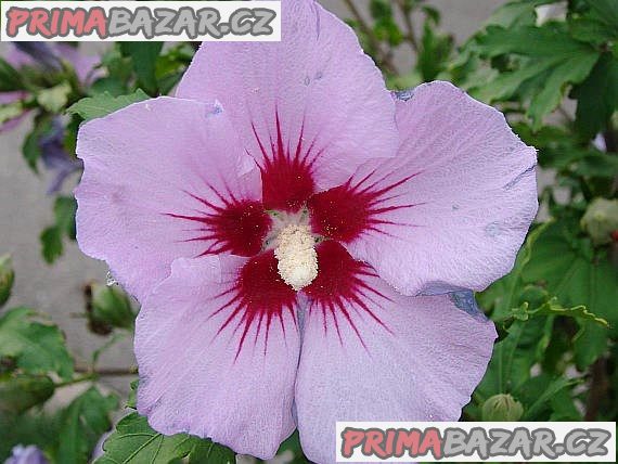 Hibiscus siriacus L - semena