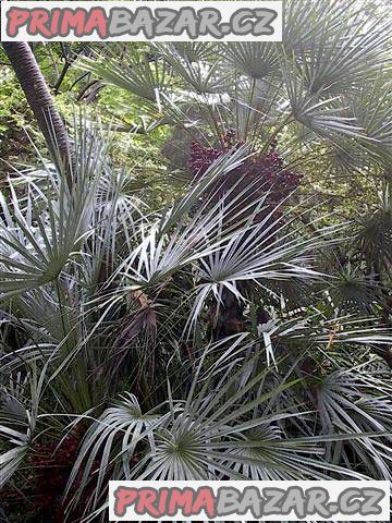 Chamaerops humilis - naklíčená semena