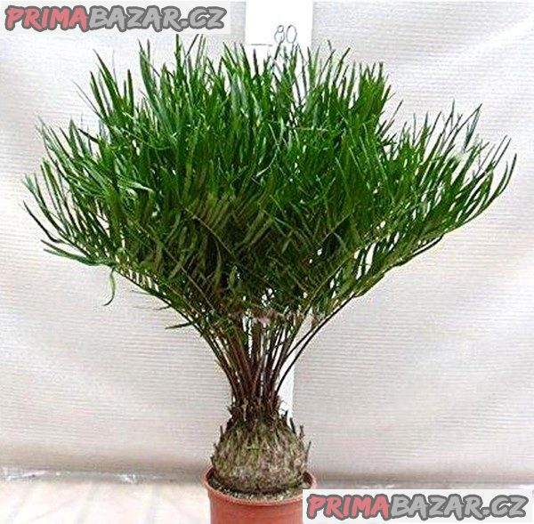 cycas-zamia-floridana-naklicena-semena