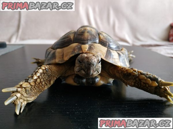 Suchozemská želva Testudo Hermanni - 10 letý samec