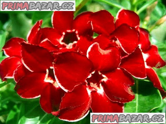 Adenium Dragon siam - semena