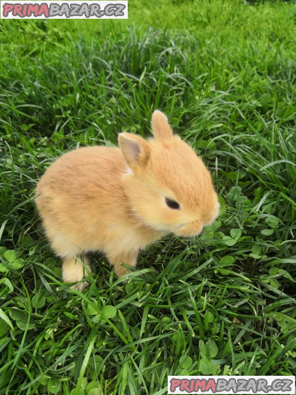 Teddy králíčky