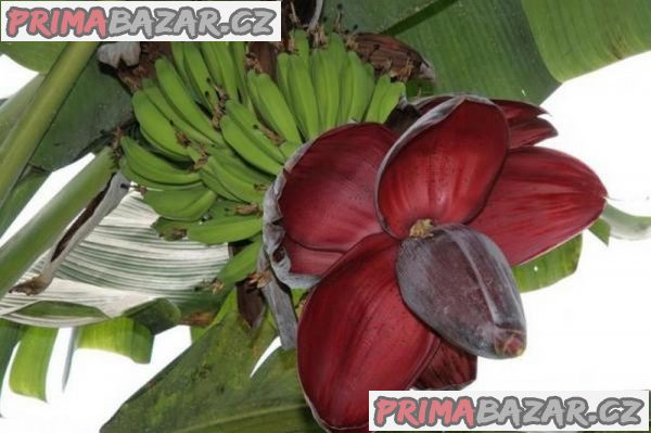 Musa Balbisiana - semena