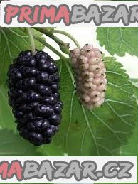 morus-nigra-sazenice