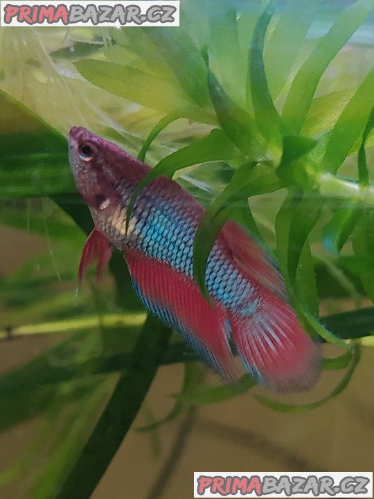 Betta bojovnice