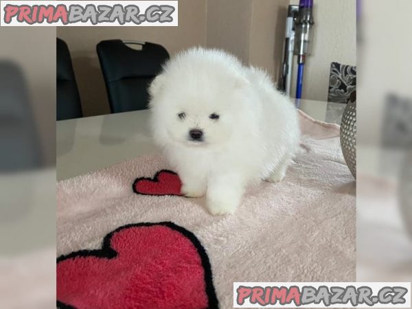 Štěňata rasy Pomeranian (Pomík)