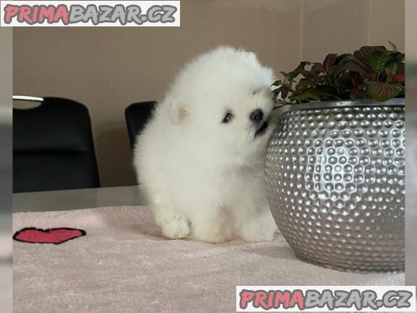 Štěňata rasy Pomeranian (Pomík)