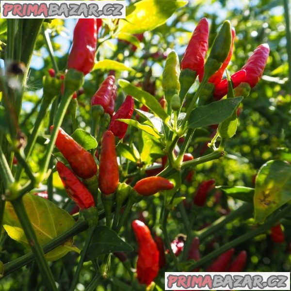 Chilli Piri Piri - sazenice