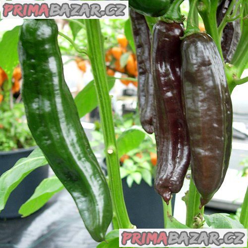 Chilli Aji Panca - sazenice