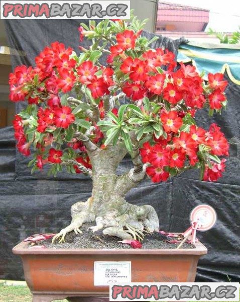 adenium-obesum-mix-barev-sazenice