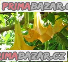 brugmansia-rizky