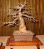 Adansonia Digitata - sazenice