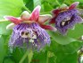 Passiflora Guadrangularis - sazenice