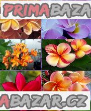 plumeria-frangipani-mix-barev-sazenice