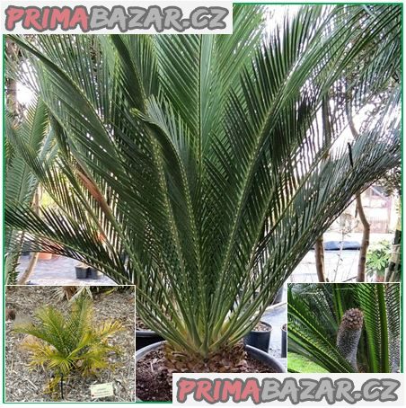 sazenice-cycas-macrozamia-communis