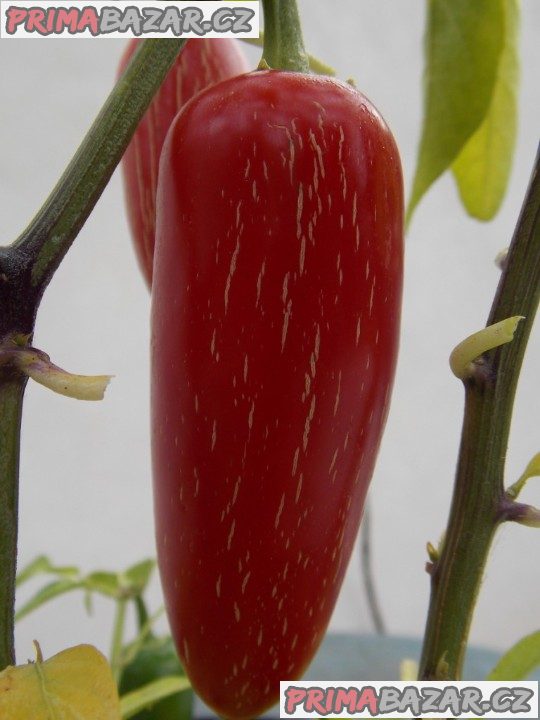 chilli Jalapeňo Goliath - semena