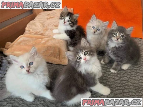 Krásná sibiřská koťátka s PP
