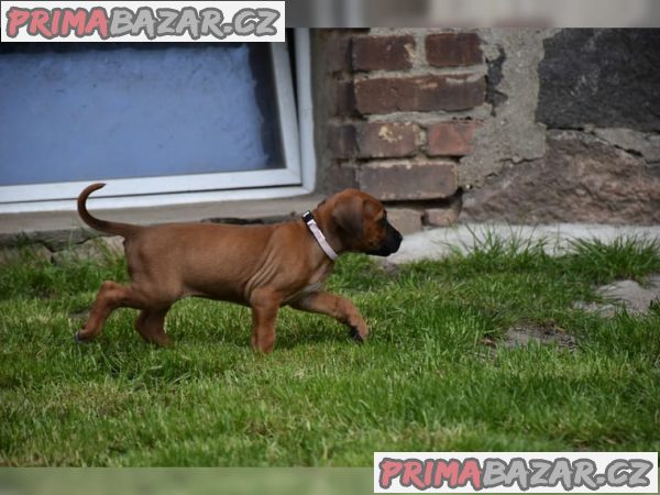 Rhodézský ridgeback chlapeček hledá milující domov :-)