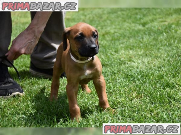 Rhodézský ridgeback chlapeček hledá milující domov :-)