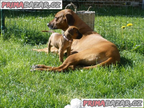 Rhodézský ridgeback chlapeček hledá milující domov :-)