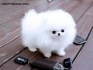 Predám šteniatka čistokrvného hrnčeka pomeranian