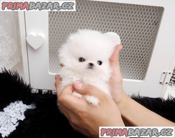 Na predaj 12 -týždňové šteňatá šteniatka pomeranian