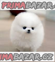 Na predaj 12 -týždňové šteňatá šteniatka pomeranian