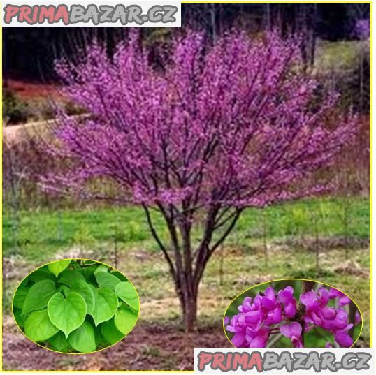 cercis-chinensis-zmarlika-cinska-semena