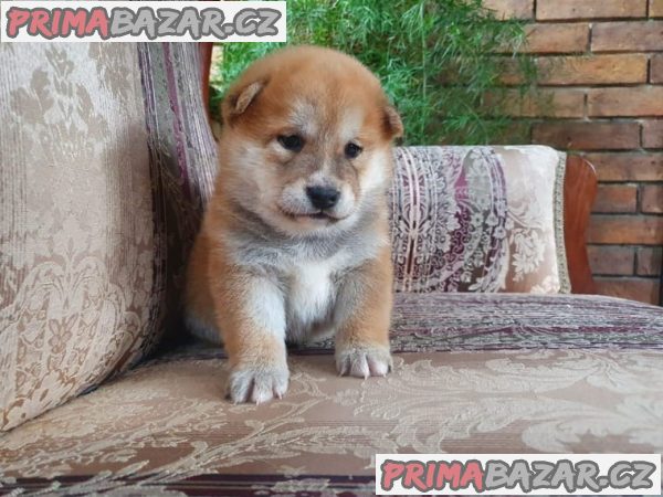 Štěňata Shiba Inu, čistokrevná