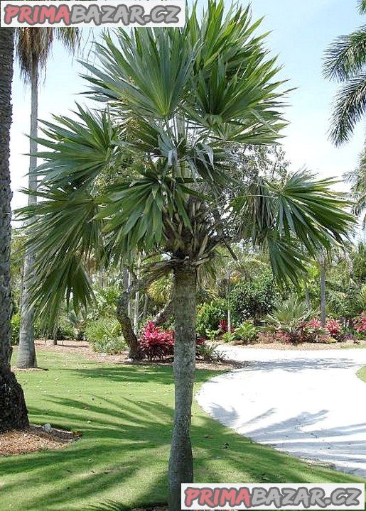 naklíčená semena Palma Leucothrinax morrisii