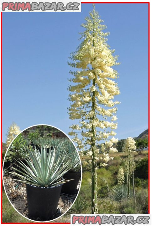 yucca-whippleije-semena