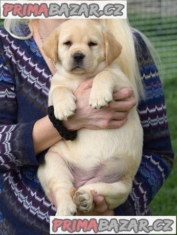 Štěňátka labradorského retrívra