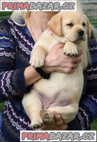 Štěňátka labradorského retrívra