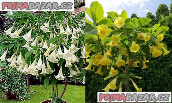 Kříženec Brugmansia arborea x Brugmansia goldface – Andělská trumpeta