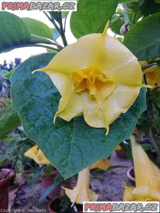 řízek Brugmansia Goldface - Andělská trumpeta