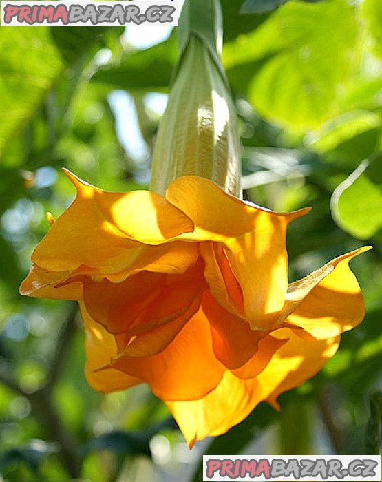 řízek Brugmansia Angels Eyecatcher - Andělská trumpeta