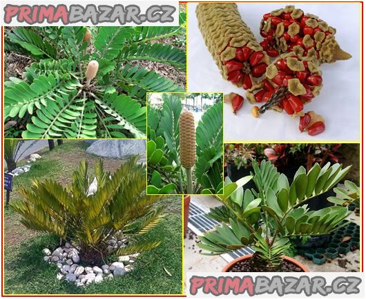 sazenice-cycas-zamia-furfuracea