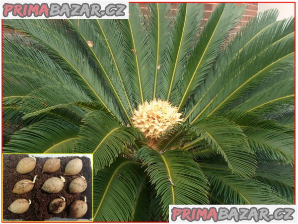 sazenice Cycas Revoluta - Cykas Japonský